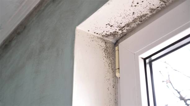 Trusted Monroe, UT Mold Removal Experts