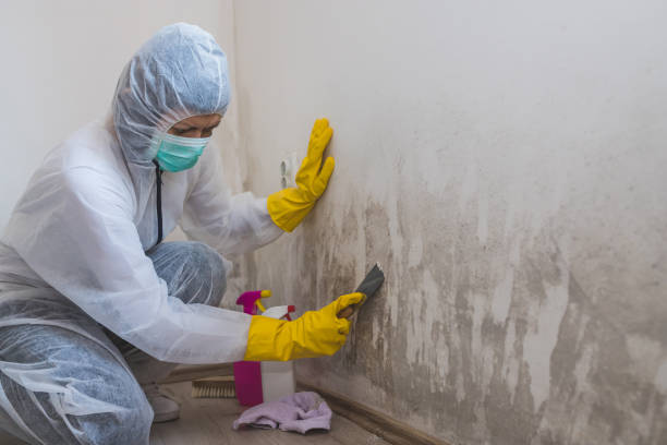 Certified Mold Removal in Monroe, UT