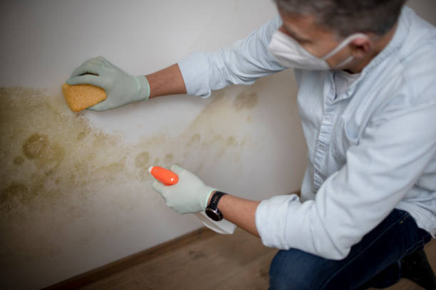 Attic Mold Removal in Monroe, UT