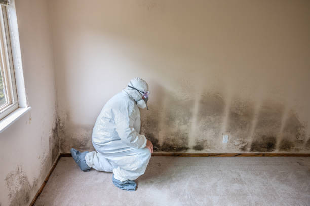 Best Residential Mold Removal  in Monroe, UT